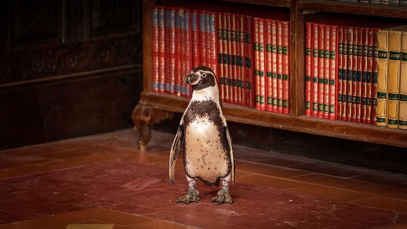 DER PINGUIN MEINES LEBENS Bild